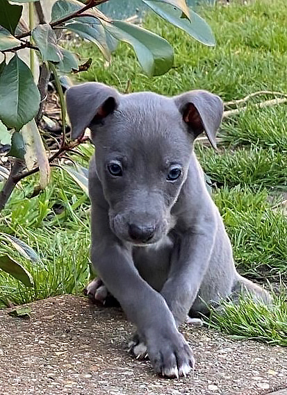 Grey puppy called noodles
