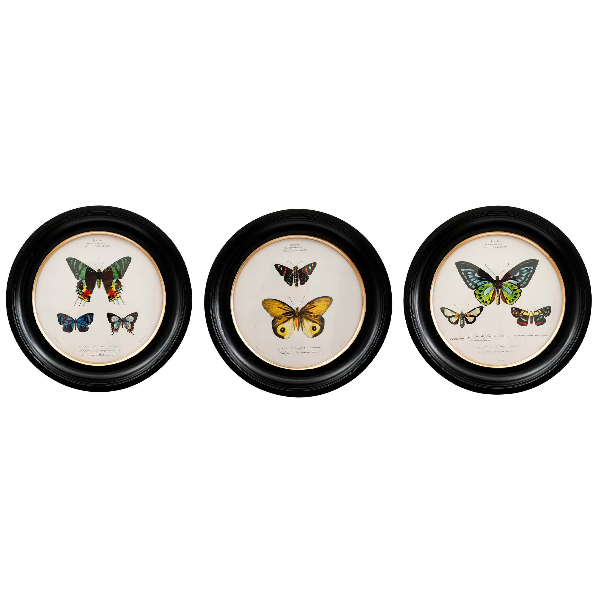 Three Butterfly Illustrative Pictures