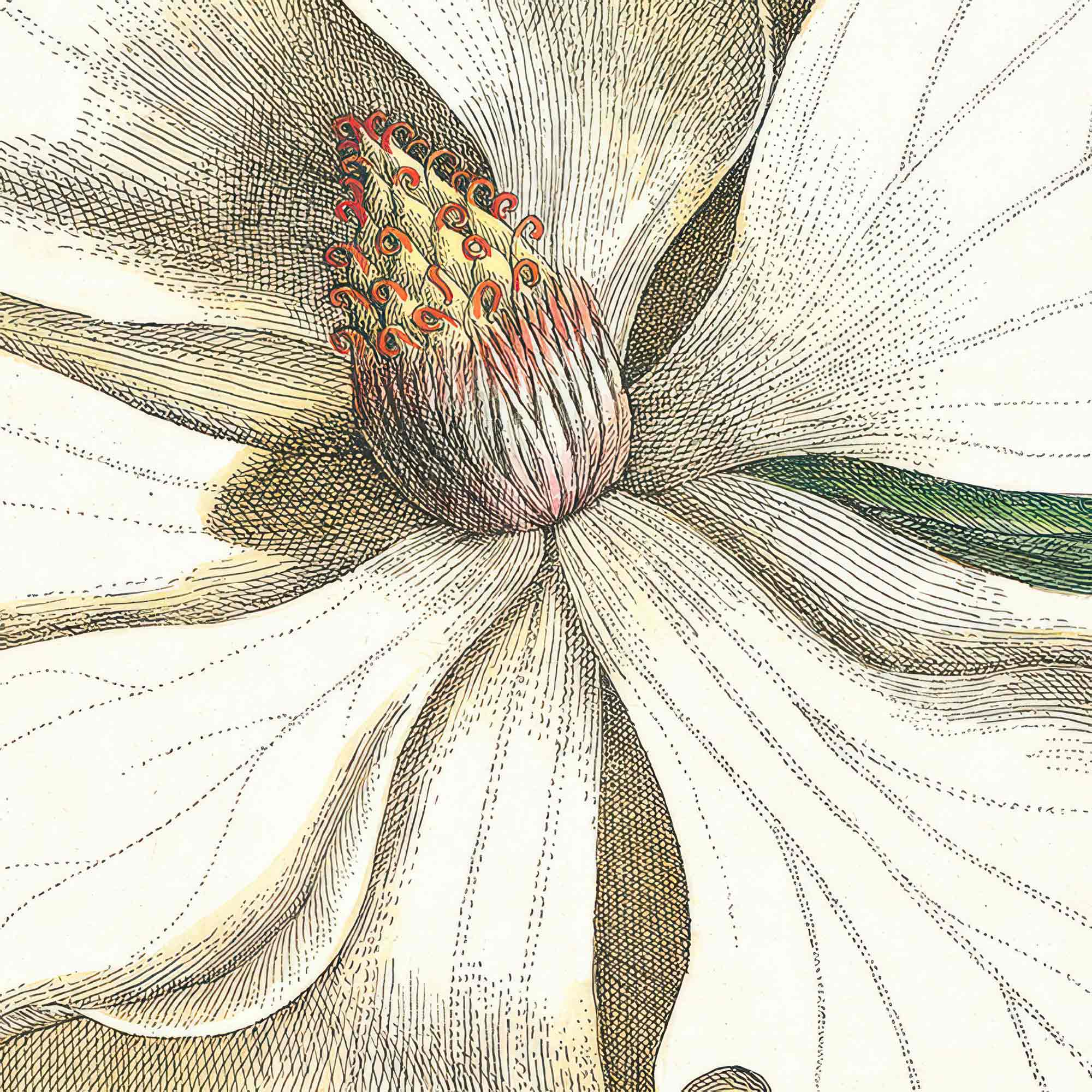 Laurel Tree Artwork, by Mark Catesby