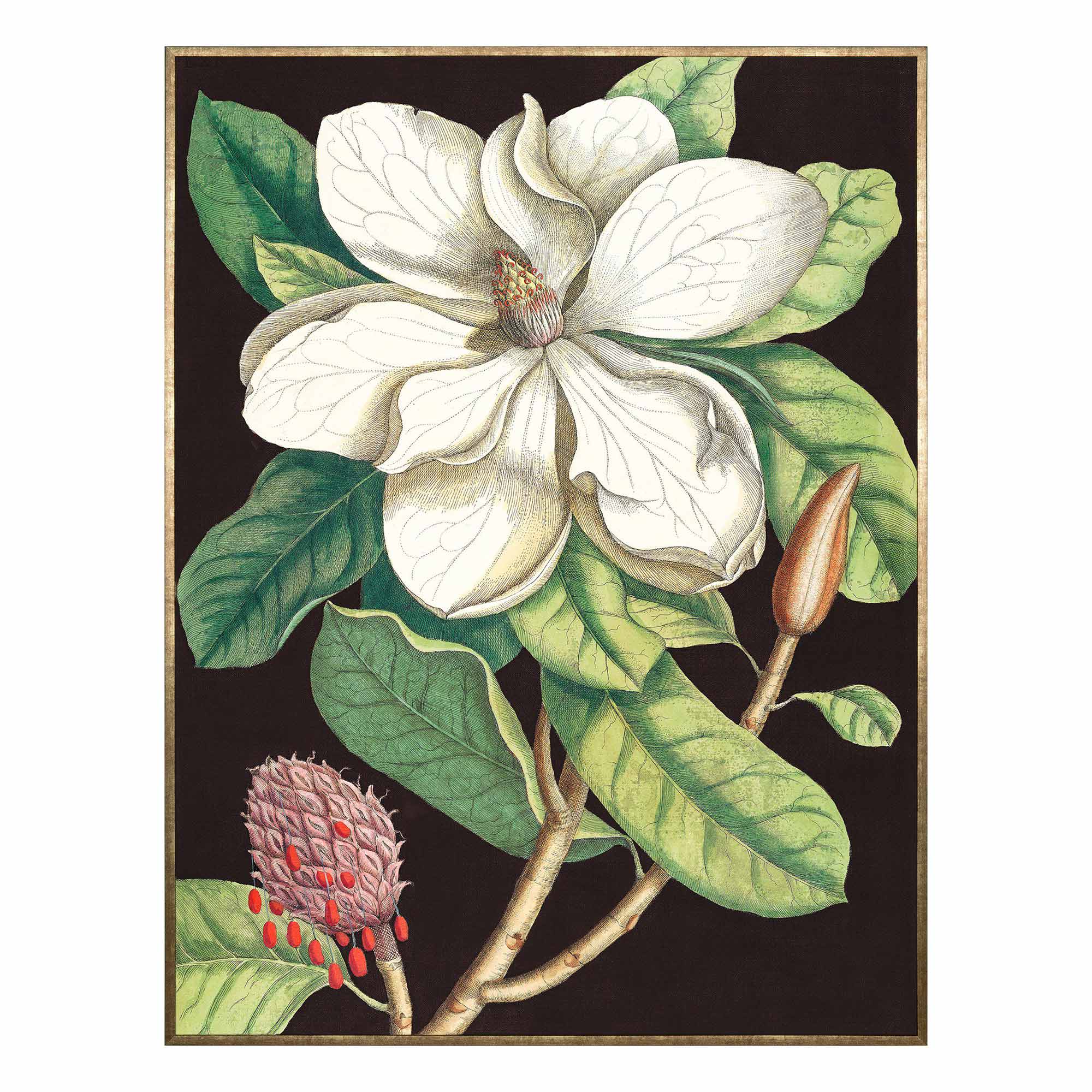 Botanical Illustration with Gold Frame