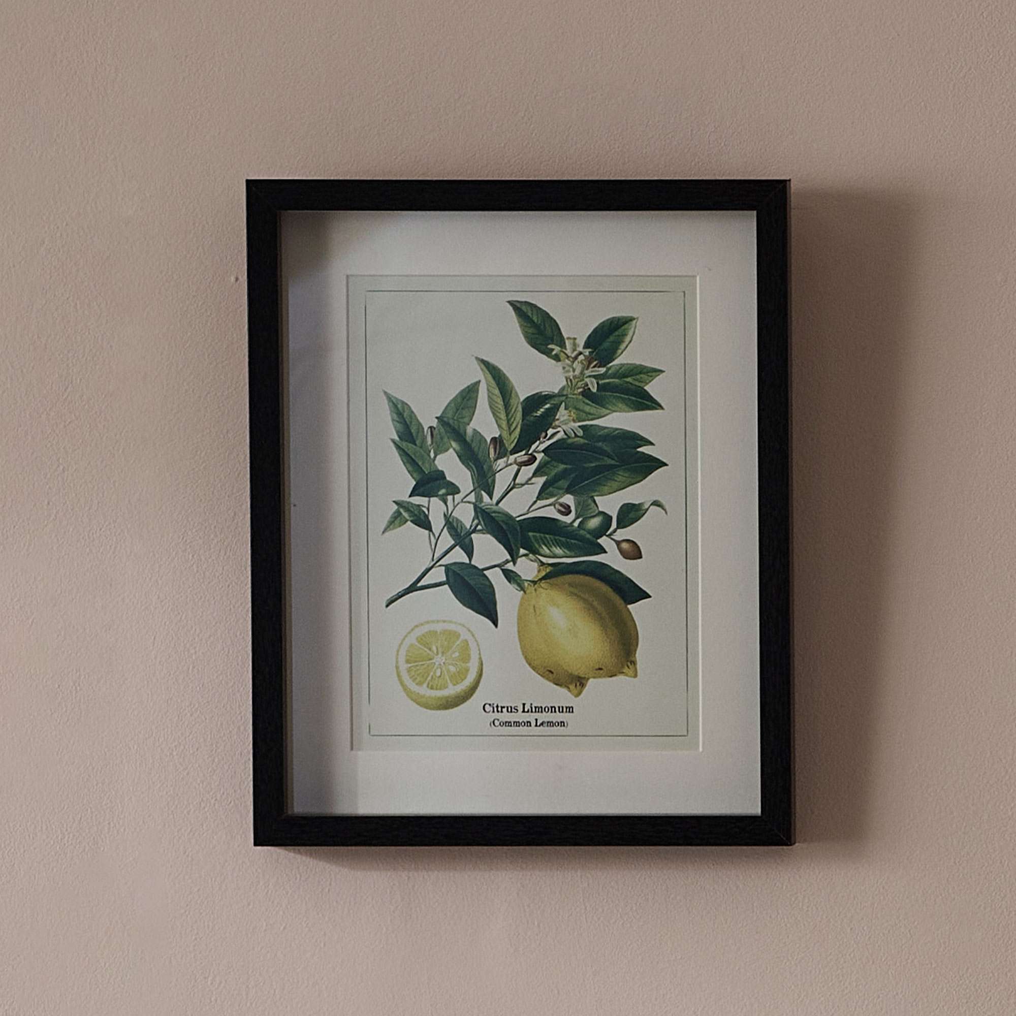 Vintage Inspired Wall Art Depicting Lemons